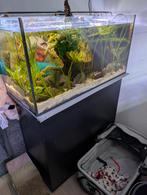 Grote aquarium alles inclusief, Dieren en Toebehoren, Vissen | Aquaria en Toebehoren, Ophalen, Gebruikt, Gevuld zoetwateraquarium