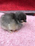 De laatste van het seizoen Marans broedeieren. koper.blauw, Dieren en Toebehoren, Pluimvee, Geslacht onbekend, Kip