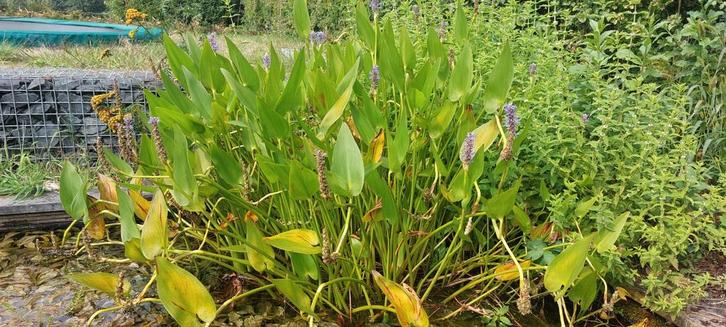 Zuiverend Snoekkruid / Moerashyacint, Tuin en Terras, Vijvers, Ophalen