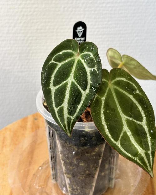 Anthurium HURC King of Spades'HU' x Red Crystallinum, Huis en Inrichting, Kamerplanten, Overige soorten, Minder dan 100 cm, Ophalen of Verzenden