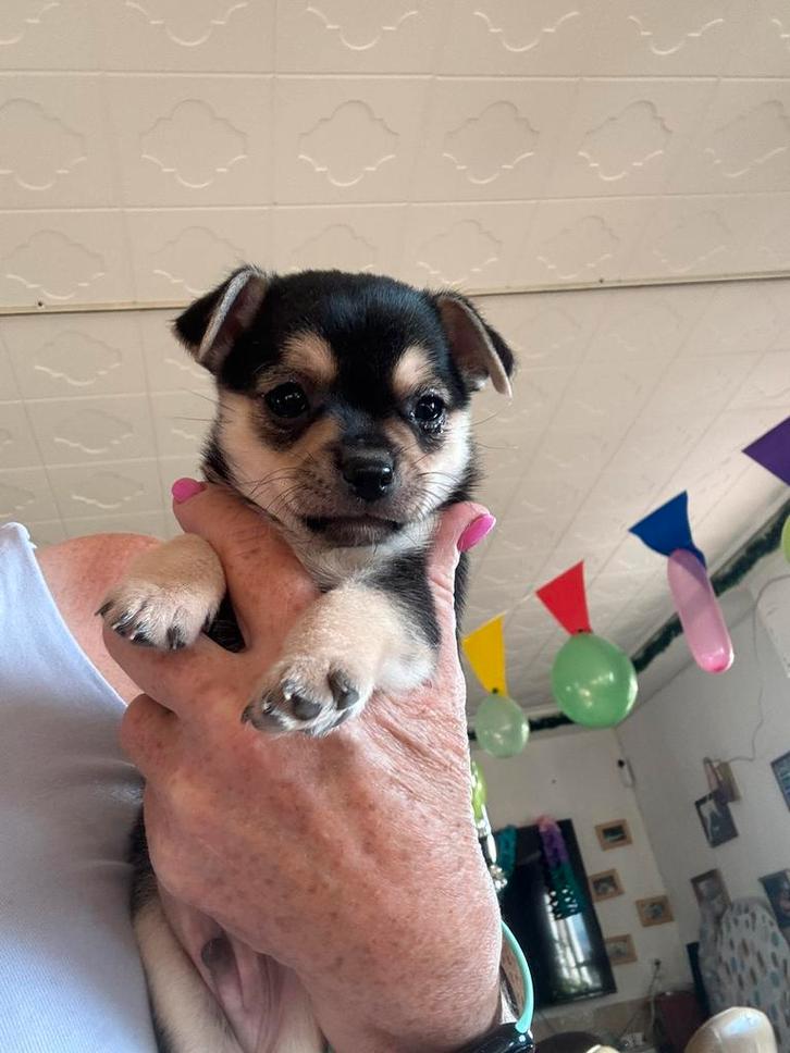 Kruizing peruaanse mini naakthond met chihuahua, Dieren en Toebehoren, Honden | Chihuahua's en Gezelschapshonden, Reu, Chihuahua