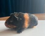 Laatste zeugje beschikbaar., Cavia, Juni, Vrouwelijk, Tam