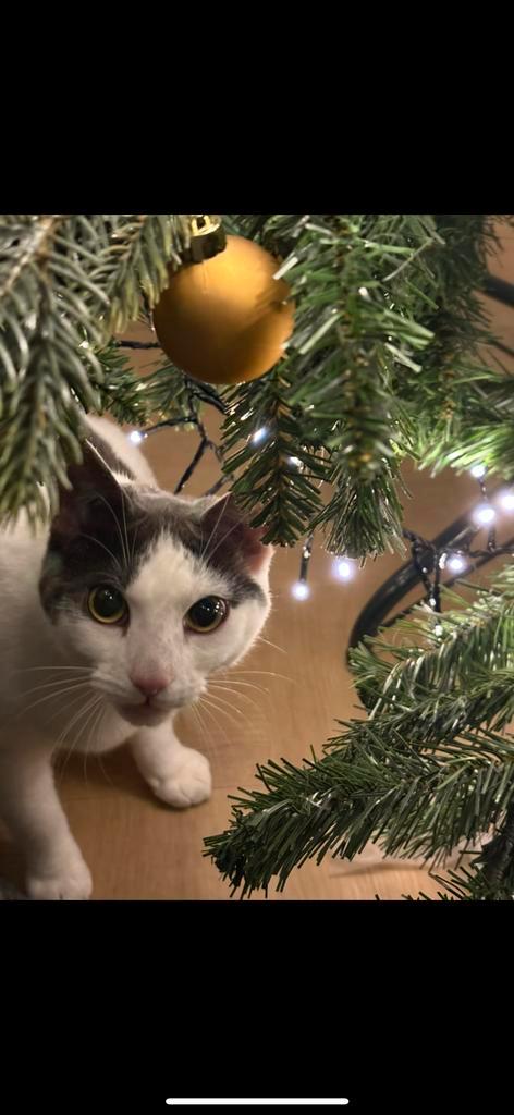 Nieuw thuis gezocht voor 2 jarige poes, Dieren en Toebehoren, Katten en Kittens | Overige Katten, Kortharig, Poes, 0 tot 2 jaar