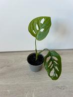 Monstera adansonii, Huis en Inrichting, Kamerplanten, Ophalen of Verzenden, Overige soorten, Minder dan 100 cm