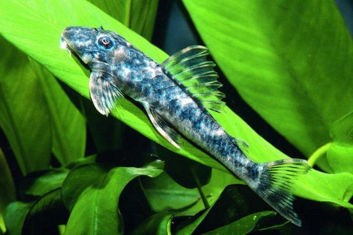 Algeneters, L nummers, pantser meervallen, Dieren en Toebehoren, Vissen | Aquariumvissen, Zoetwatervis, Vis