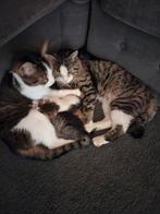 Europees/maincoon poes/kat, Kater