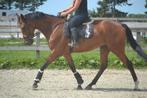 Brave nuchtere allround ruin, Dieren en Toebehoren, Paarden, B, Ruin, 7 tot 10 jaar, Recreatiepaard