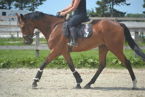 Brave nuchtere allround ruin, Dieren en Toebehoren, Paarden, Ruin, B, 165 tot 170 cm, 7 tot 10 jaar, Recreatiepaard