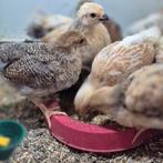 Wyandotte kuikens kriel 4 weken., Dieren en Toebehoren, Pluimvee, Geslacht onbekend, Kip