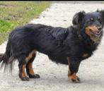 Mimi zoekt baasje, Dieren en Toebehoren, Honden | Niet-rashonden, Particulier, Rabiës (hondsdolheid), 1 tot 2 jaar, Buitenland