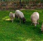 2 Ouessant ooien met ram lam, Dieren en Toebehoren, Schapen, Geiten en Varkens, Meerdere dieren, Schaap, 0 tot 2 jaar