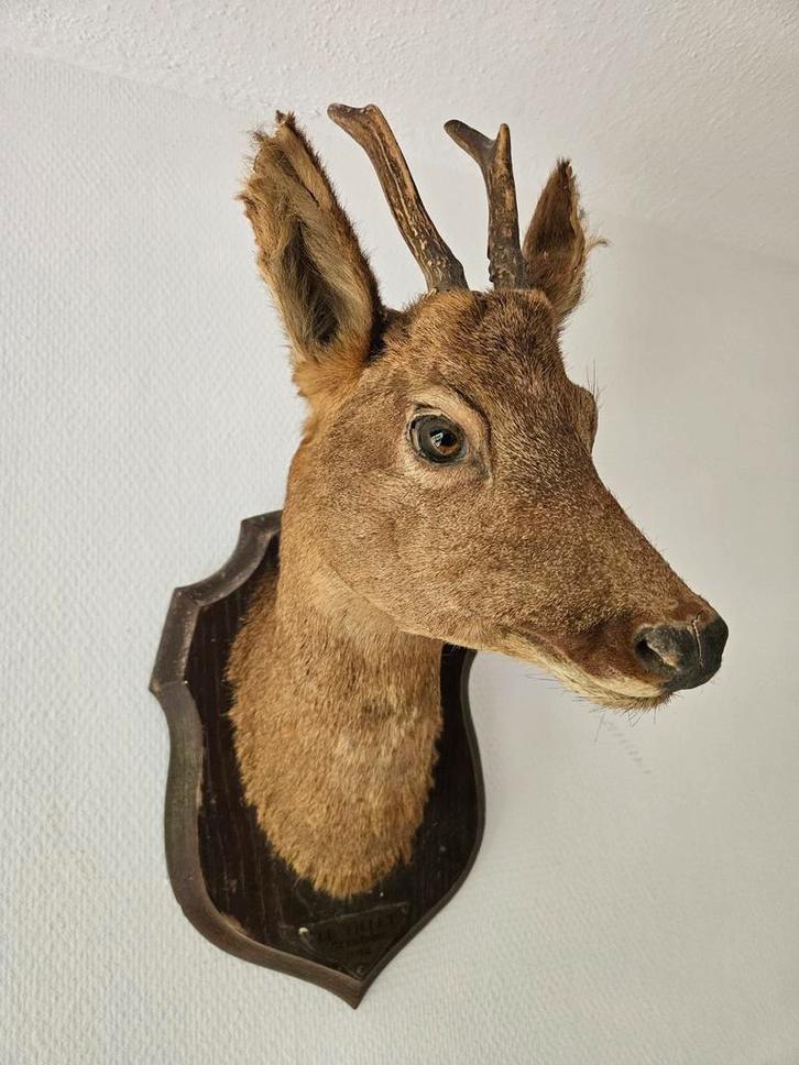 Opgezette reeënkop / hert op schild uit 1912!!, Antiek en Kunst, Kunst | Beelden en Houtsnijwerken, Ophalen of Verzenden