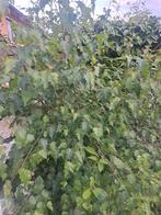 Ruwe berk (Betula pendula)., Tuin en Terras, Planten | Struiken en Hagen, Ophalen, Overige soorten