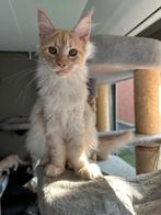 Licht rode en creme kleurige Maincoon kittens, Dieren en Toebehoren, Meerdere dieren, Gechipt, 0 tot 2 jaar