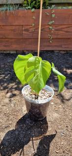 Monstera variegata., Huis en Inrichting, Kamerplanten, Ophalen of Verzenden, Overige soorten, Minder dan 100 cm