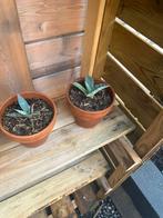 Agave, Ophalen of Verzenden, Bloeit niet, Overige soorten, Volle zon