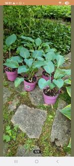 mooie blauwgroene Hosta's, Vaste plant, Halfschaduw, Zomer, Ophalen