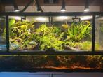 Ingericht terrarium + koppel dendrobates leucomelas bolivar, Dieren en Toebehoren, Reptielen en Amfibieën | Toebehoren, Ophalen