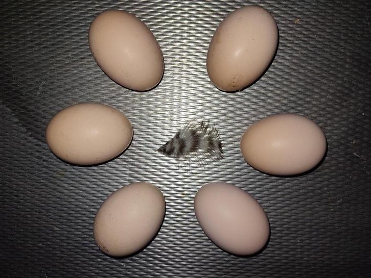 Broedeieren Amrock groot ras, Dieren en Toebehoren, Pluimvee, Kip, Geslacht onbekend