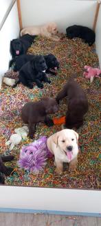 Te koop Raszuivere Labrador pups, Dieren en Toebehoren, Honden | Retrievers, Spaniëls en Waterhonden, Rabiës (hondsdolheid), 8 tot 15 weken