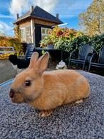 Lotharingerdwerg voedster homozygoot (eenkleurig), Dieren en Toebehoren, Konijnen, Vrouwelijk, Dwerg