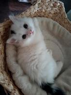 🩶SIBERISCHE KITTENS🩶500,- EN 100% HYPOALOGEEN, Dieren en Toebehoren, Katten en Kittens | Raskatten | Langhaar, Meerdere dieren