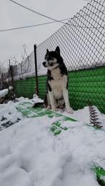 Reu Tornado zoekt sportive mensen, terughoudend Charakter, Dieren en Toebehoren, Honden | Poolhonden, Keeshonden en Oertypen, Rabiës (hondsdolheid)