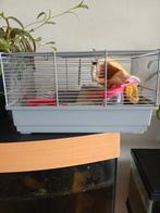 Hamster hok, Dieren en Toebehoren, Knaagdieren en Konijnen | Hokken en Kooien, Minder dan 60 cm, Kooi, Minder dan 75 cm, Ophalen of Verzenden