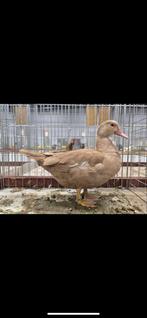 Muskus eend  deze kleur zoek ik, Dieren en Toebehoren, Pluimvee, Meerdere dieren, Eend