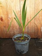 Butia capitata var. odorata 2, Ophalen, Overige soorten, Volle zon