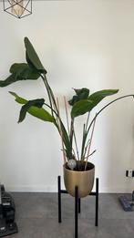 grote plant zonder pot, Huis en Inrichting, Kamerplanten, Verzenden, Overige soorten, Minder dan 100 cm