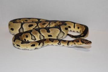 Ballpython 0.1 beschikbaar voor biedingen