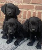 Prachtige GOLDEN RETRIEVER x FRIESE STABIJ pups, Dieren en Toebehoren, Nederland, CDV (hondenziekte), 8 tot 15 weken, Meerdere