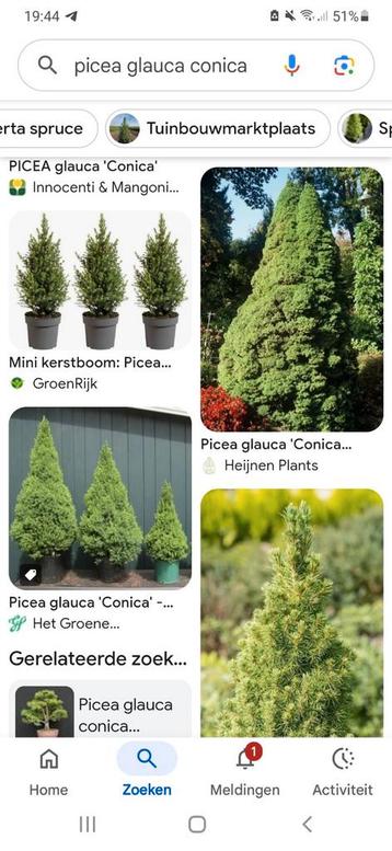 Conifeer  beschikbaar voor biedingen