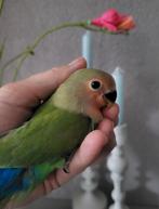 Jonge agapornis roseicollis, Geslacht onbekend, Dwergpapegaai of Agapornis, Geringd