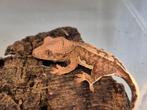Wimpergekko yellow, 0 tot 2 jaar
