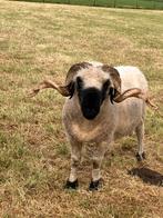 topdier arr/arr walliser schwarznase topram, Dieren en Toebehoren, Schapen, Geiten en Varkens, Mannelijk, Schaap