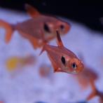 Megalophodus sweglesi, Vis