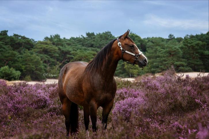 Prive western rijlessen in Groot-Ammers (Zuid Holland), Diensten en Vakmensen, Dieren | Overige | Verzorging, Oppas en Les, Les