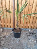 palmboom winterhard (trachycarpus fortunei), 100 tot 250 cm, Zomer, Palmboom, Ophalen