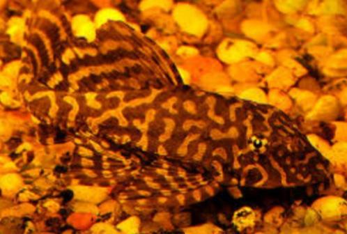 Glyptoperichthys gibbiceps marmer - Koidream Valburg, Dieren en Toebehoren, Vissen | Aquariumvissen, Zoetwatervis, Vis