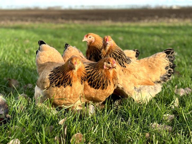 Jonge tamme Brahma kriel kippen hennen gesekst, Dieren en Toebehoren, Pluimvee, Kip, Vrouwelijk