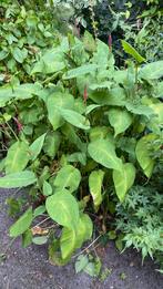 Grote pol persicaria, Ophalen, Overige soorten
