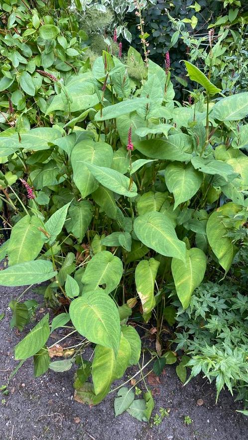 Grote pol persicaria, Tuin en Terras, Planten | Struiken en Hagen, Overige soorten, Ophalen