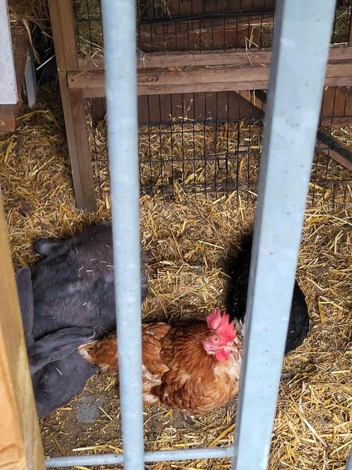 3 kippen en witte en bruine en en zwarte kip, Dieren en Toebehoren, Pluimvee, Kip, Vrouwelijk