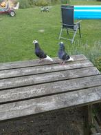 Leuke sierduiven, Dieren en Toebehoren, Vogels | Duiven, Meerdere dieren