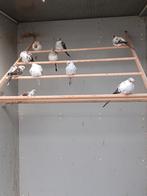 Bonte diamantduifjes van 2025., Meerdere dieren, Tropenvogel