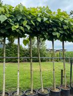 Catalpa in container, Tuin en Terras, Ophalen of Verzenden, In pot, Volle zon, Overige soorten