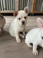 Franse Bulldog x Chow Chow pup. Zeer mooie en unieke dame, Overige rassen, CDV (hondenziekte), 8 tot 15 weken, Teef