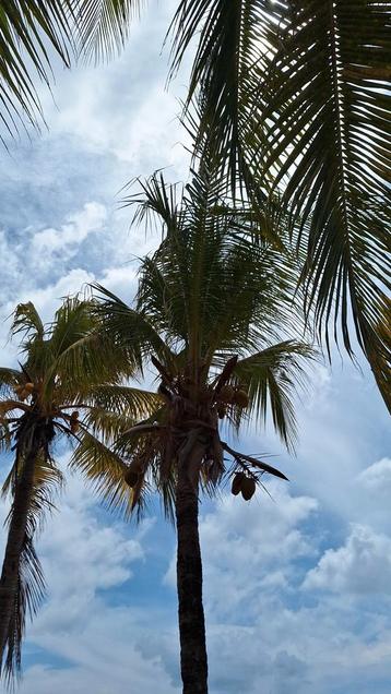 Gezocht winterharde palmboom. Uitgraven geen probleem